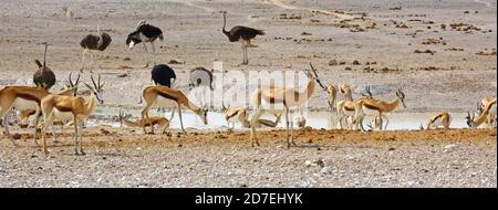 Springboks e struzzi in un buco d'acqua, Namibia Foto Stock