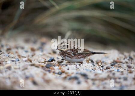 Coniglietto rustico (Emberiza rustica) Foto Stock