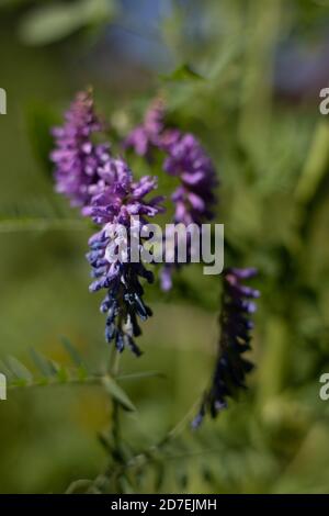 Fiori selvatici sul Monte Baker. Una colorata tappezzeria di fiori selvatici decorano la collina di Mt. Baker, Washington, lungo il sentiero escursionistico Heliotrope Ridge Foto Stock