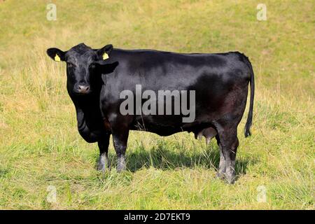 Mucca nera in piedi in pascolo prato in una giornata di sole d'estate. Foto Stock