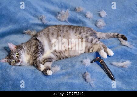 Viso insoddisfatto del gatto dopo aver pettinato i capelli con una spazzola. Gatto arrabbiato dopo aver combattito la pelliccia Foto Stock