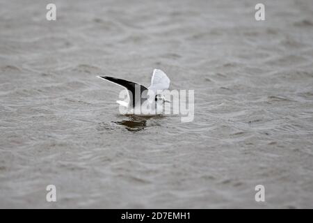 Little Gull (Larus minutus) Foto Stock