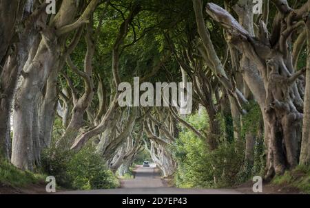 Una strada conduce attraverso le siepi scure, una fila di faggi nell'Irlanda del Nord, Regno Unito Foto Stock