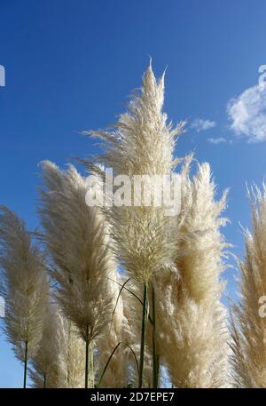 Cortaderia selloana, comunemente noto come pampas erba Foto Stock