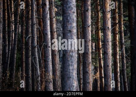Colori autunnali in Chunkurchak nel Kyrgyzstan's Chuy Oblast. Foto Stock