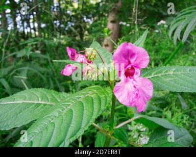 Grandangolo di un fiore completamente aperto del balsamo ghiandolare (lat: Impatiens glandulifera) chiamato anche balsamo indiano, in primo piano e il Foto Stock
