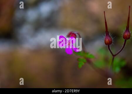 delicati fiori rosa di fronte al muro Foto Stock