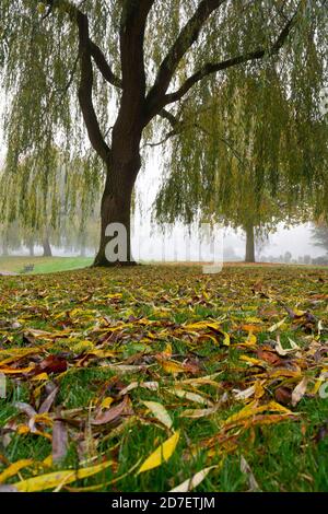 Salice piangente nella nebbia autunnale - Sander's Park, Bromsgrove Foto Stock