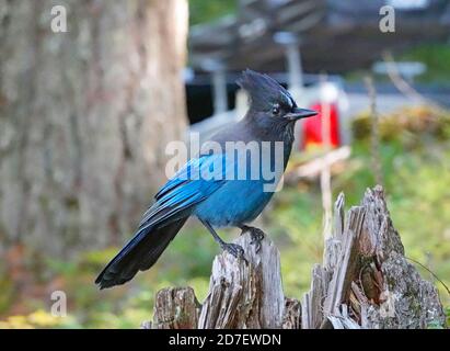 Ritratto di un Jay di Stellar, Cyanocitta stelleri, appollaiato su un albero sul versante occidentale delle Cascade Mountains, nell'Oregon centrale. Sono com Foto Stock