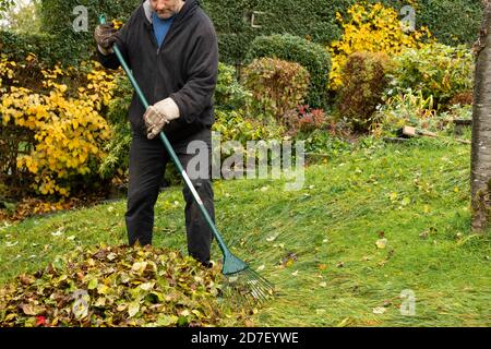 Autunno: Un uomo rastrema le foglie cadde nel suo giardino, Oldham, Regno Unito Foto Stock