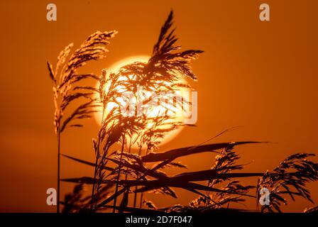 22 ottobre 2020, Meclemburgo-Pomerania occidentale, Ückeritz: Le canne soffiano nel vento sull'acqua posteriore prima del tramonto sull'isola baltica di Usedom. L'autunno mostra il suo bel lato con temperature di 16 gradi e sole parziale sulla costa del Mar Baltico. Foto: Jens Büttner/dpa-Zentralbild/dpa Foto Stock