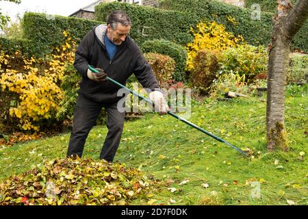 Autunno: Un uomo rastrema le foglie cadde nel suo giardino, Oldham, Regno Unito Foto Stock