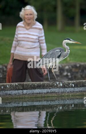 Gray Heron (Ardea cinerea) con la persona che lo guarda Foto Stock
