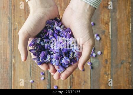 uomo che tiene in mano petali porpora di fiori di lupino Foto Stock