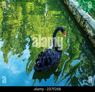 Cigno nero con un becco rosso da vicino in un laghetto con acqua verde. Grandi uccelli, Cygnus atratus Foto Stock