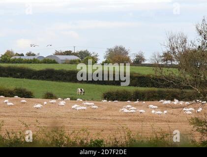 Upper Broomhedge, County Antrim, Irlanda del Nord. 22 Ott 2020. Tempo nel Regno Unito - una giornata grigia e tranquilla con una crescente nuvola grigia. Colori autunnali in mostra come cigni del whopper riposano, si nutrono e si riuniscono. Credit: CAZIMB/Alamy Live News. Foto Stock