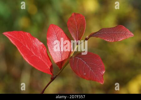 Foglie autunnali di colore rosso del mirtillo nord dell'alta macchia (Vaccinium corymbosum). Famiglia Ericaceae. In un giardino olandese, ottobre. Foto Stock