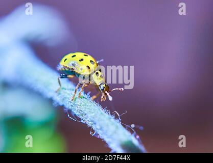 Сlose-up di un ladybug giallo su un twig Macro fotografia di ladybird Psyllobora vigintiduopunctata, Coccinellidae Foto Stock