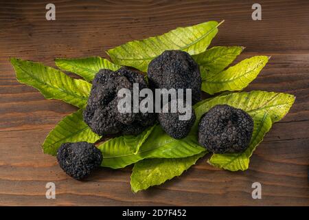 Tartufo nero con ancora tracce di terra su foglie di castagno e su una tavola marrone. Abruzzo, Italia, Europa Foto Stock