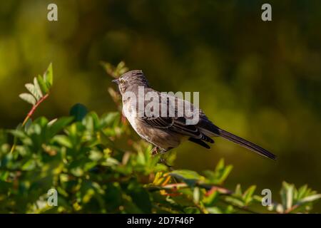 Primo piano immagine isolata di un mockingbird settentrionale (Mimus polyglottos) che pervade su un ramo di albero. Questo uccello grigio dalle decorazioni bianche è originario del Nord Amer Foto Stock