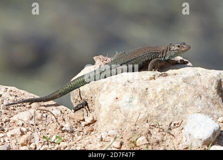Lilford's Wall Lizard (Podarcis lilfordi) adulto che riposa sulla roccia Isola di Cabrera, Maiorca, Isole Baleari, Spagna Ottobre Foto Stock
