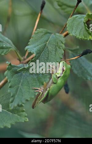 Stripeless Tree Frog (Hyla meridionalis) adulto aggrappato alla foglia Menorca, Isole Baleari, Spagna Ottobre Foto Stock