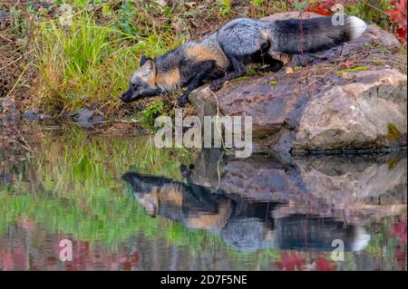 Cross Fox in autunno con Reflection in Water Foto Stock