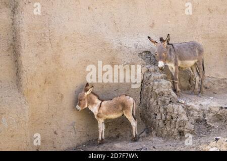 Asini a Niamey. Niger, Africa Foto Stock