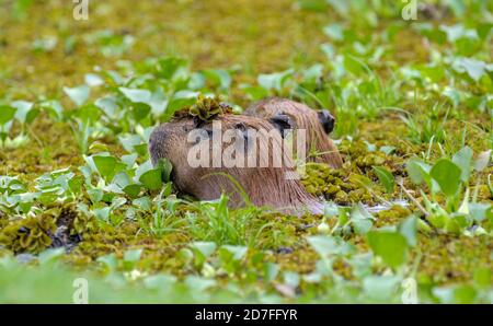 Due Capybara (Hydrochoerus hydrochaeris) nuotare in piccolo stagno, Araras Ecolodge, Mato Grosso, Brasile Foto Stock