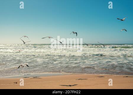 Spiaggia di sabbia e gregge di gabbiani che volano sul mare Foto Stock