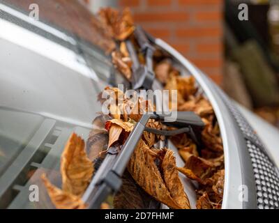 foglie d'autunno colorate sul parabrezza e panni di a. auto Foto Stock