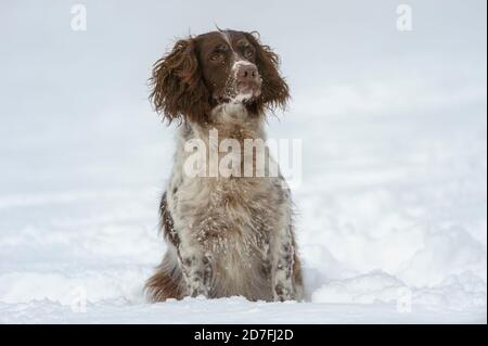 Springer Spaniel nella neve, Gabriola , British Columbia, Canada Foto Stock