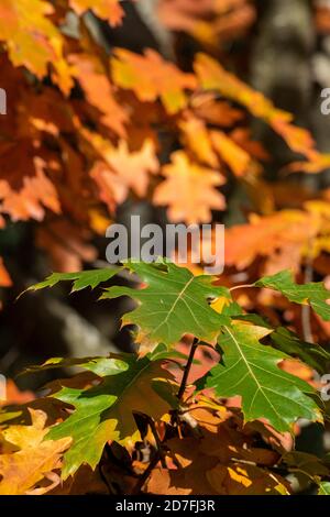 foglie d'autunno nella stagione autunnale sparse e crescono in boschi e foreste. Foto Stock