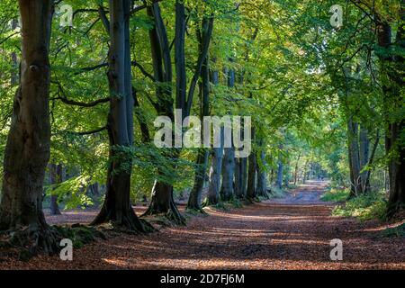 un bel viale di alberi nella stagione autunnale con un sentiero attraverso i boschi a erici di arlestone a northampton, regno unito Foto Stock