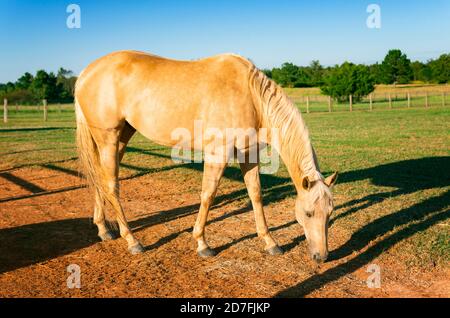 Golden Palomino Beige Horse Chiudi pascolo in campo Foto Stock