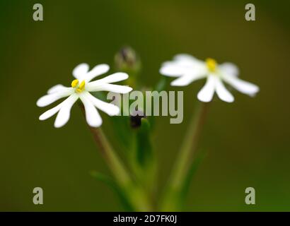 Zaluzianskya ovata, flox profumato notte, fiori bianchi con dorso rosso cremisi, molto profumato, profumato, RM Floral Foto Stock