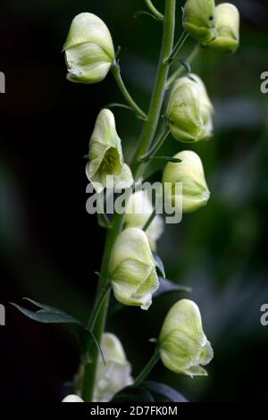 Aconitum lycocctonum syn septentrionale Ivorine, fiori bianchi, fiore, nord wolfsbane, monaci cappuccio, monkshood, velenoso, RM Floral Foto Stock