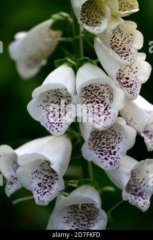 Digitalis bianco dalmata ibrido F1,bianco,spotted,screziato,fiore,fiori,spike,punte,guglia,guglie,giardino,Molla,RM Floral Foto Stock