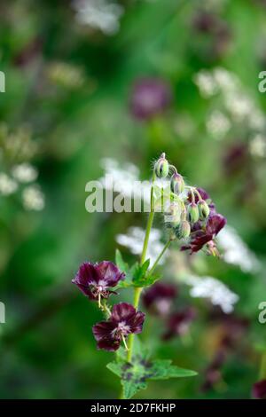 Geranio Phaeum samobor, fiori neri, fiore, Dusky Cranesbill, lutto Widow, Black Widow, fioritura, RM Floral Foto Stock