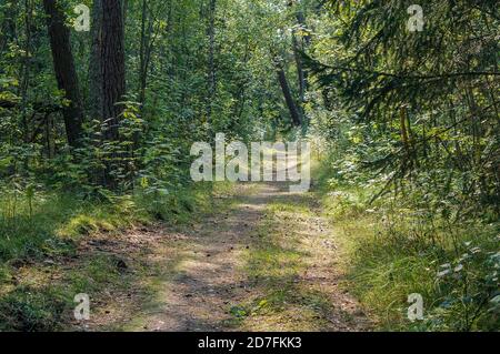 strada attraverso fitta foresta di conifere, percorso forestale in luce solare, percorso forestale in estate Foto Stock