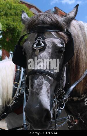 Immagine ravvicinata di un cavallo da Wilmington, NC Foto Stock