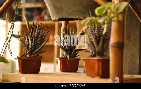 Tre succulenti fasciata di Haworthiopsis in pentole quadrate di colore marrone Foto Stock