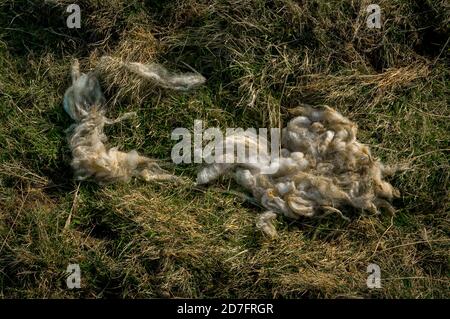 Scartato lana bianca soffice da una pecora su erba in un campo su Blacka Moor vicino Sheffield. Foto Stock