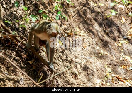 Macaco a coda lunga nella foresta, scimmia nel parco nazionale di Baluran, Giava, Indonesia Foto Stock