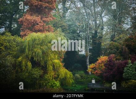 Swansea, 21 ottobre 2020 colori pastello Autunno riempiono la cornice mentre un camminatore si fa strada attraverso il Brynmill Park a Swansea, su una mor relativamente calma Foto Stock