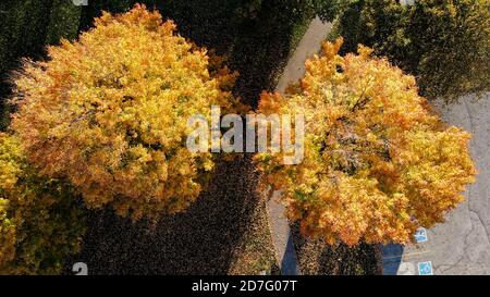 Il bellissimo e colorato McKillop Park a Londra, Ontario, Canada, nell'autunno del 2020. Luke Durda/Alamy Foto Stock