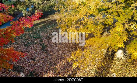 Il bellissimo e colorato McKillop Park a Londra, Ontario, Canada, nell'autunno del 2020. Luke Durda/Alamy Foto Stock