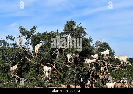 Gli alberi di Argan e le capre sulla strada tra Marrakech e Essaouira in Marocco Foto Stock