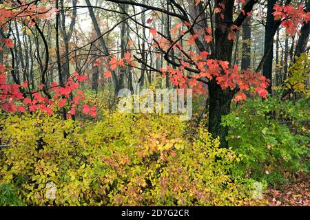 Foglie d'acero rosso brillante contro le sfumature di verde e giallo in una foresta di latifoglie dell'Indiana. Foto Stock