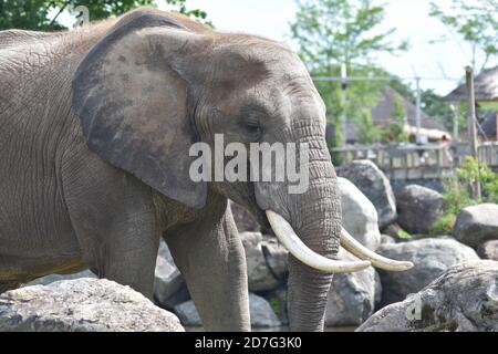 Elefante africano nello Zoo Granby, Granby, Canada Foto Stock